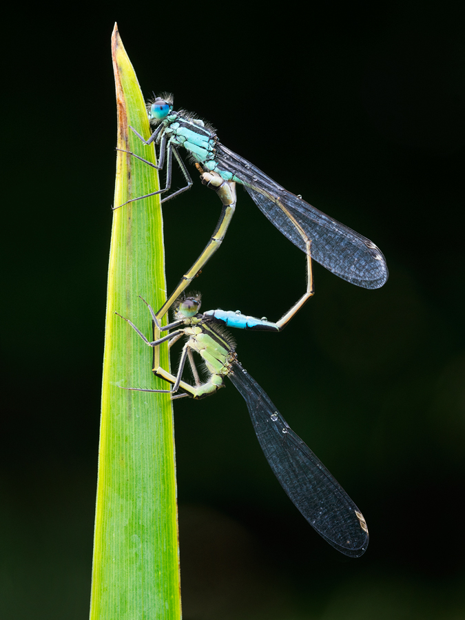 Blue-Tailed Damselflies Mating 12